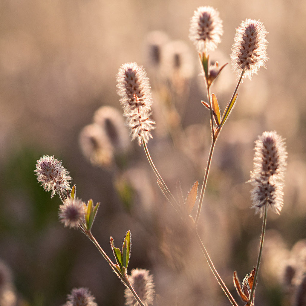 MRS Seeds & Mixtures Hazenpootje - Trifolium arvense [nl]