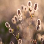 MRS Seeds & Mixtures Hazenpootje - Trifolium arvense [nl]