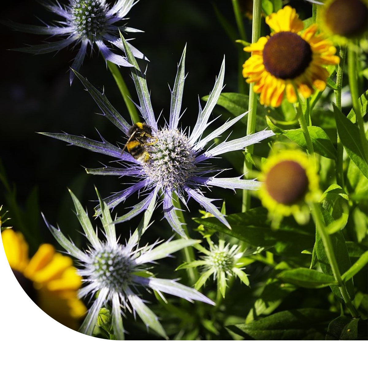 MRS Seeds & Mixtures Herfstbloemenmengsel