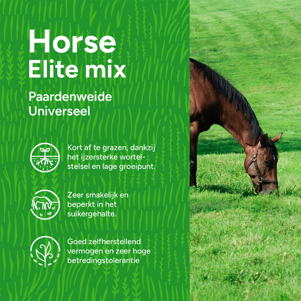 MRS Seeds & Mixtures Horse - Elite mix | Paardenweide Universeel [nl]