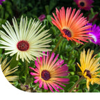 MRS Seeds & Mixtures IJsbloem - Mesembryanthemum