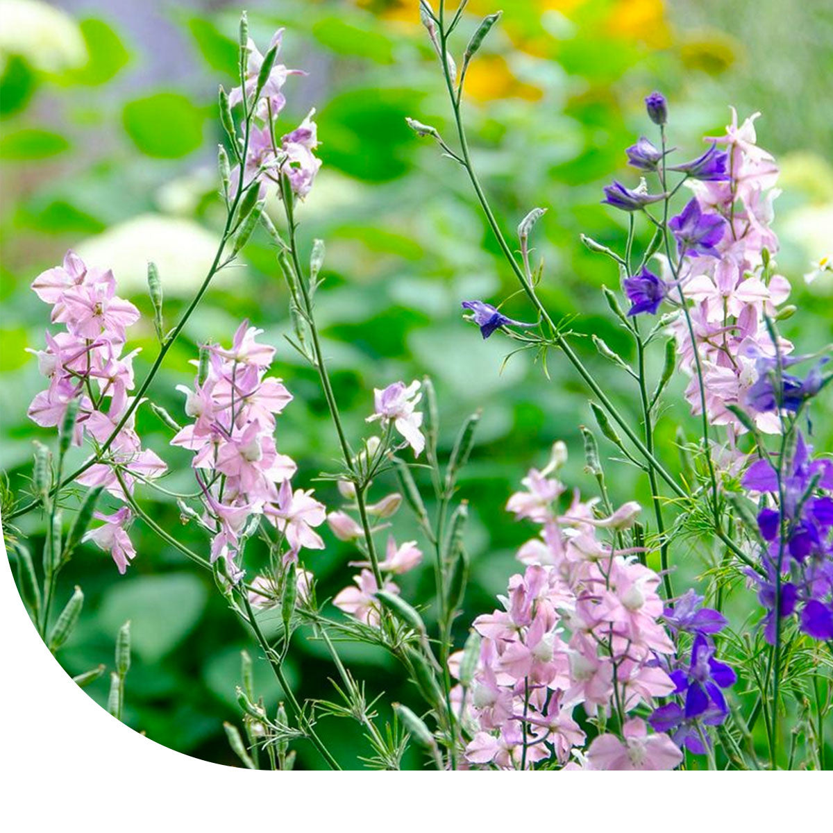 MRS Seeds & Mixtures Inheems FAB - Akkerrandmengsel 1- en 2-jarig