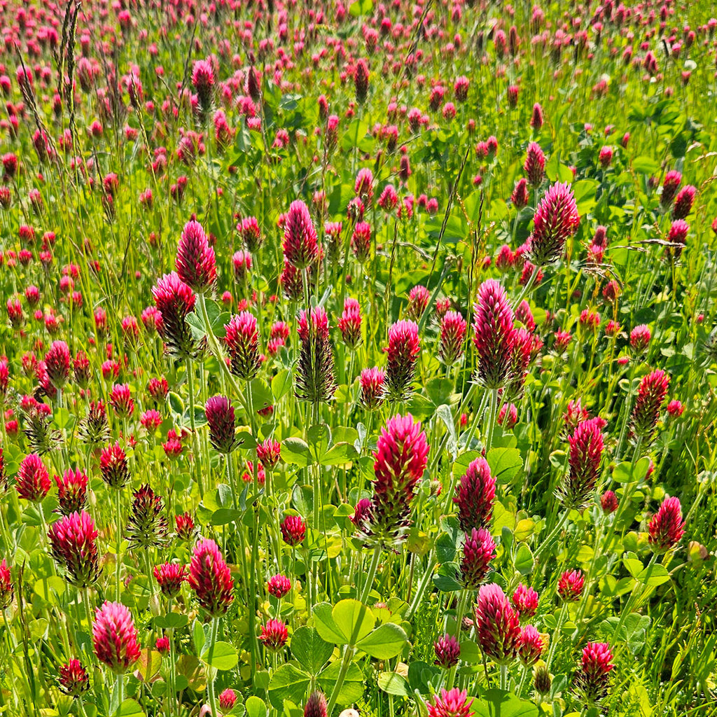 MRS Seeds & Mixtures Inkarnaat Klaver - Trifolium incarnatum