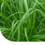 MRS Seeds & Mixtures Italiaans Raaigras - Lolium multiflorum [nl]