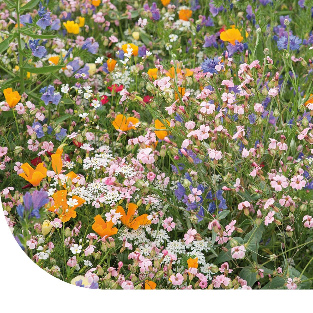 MRS Seeds & Mixtures Japans Bloemengazon