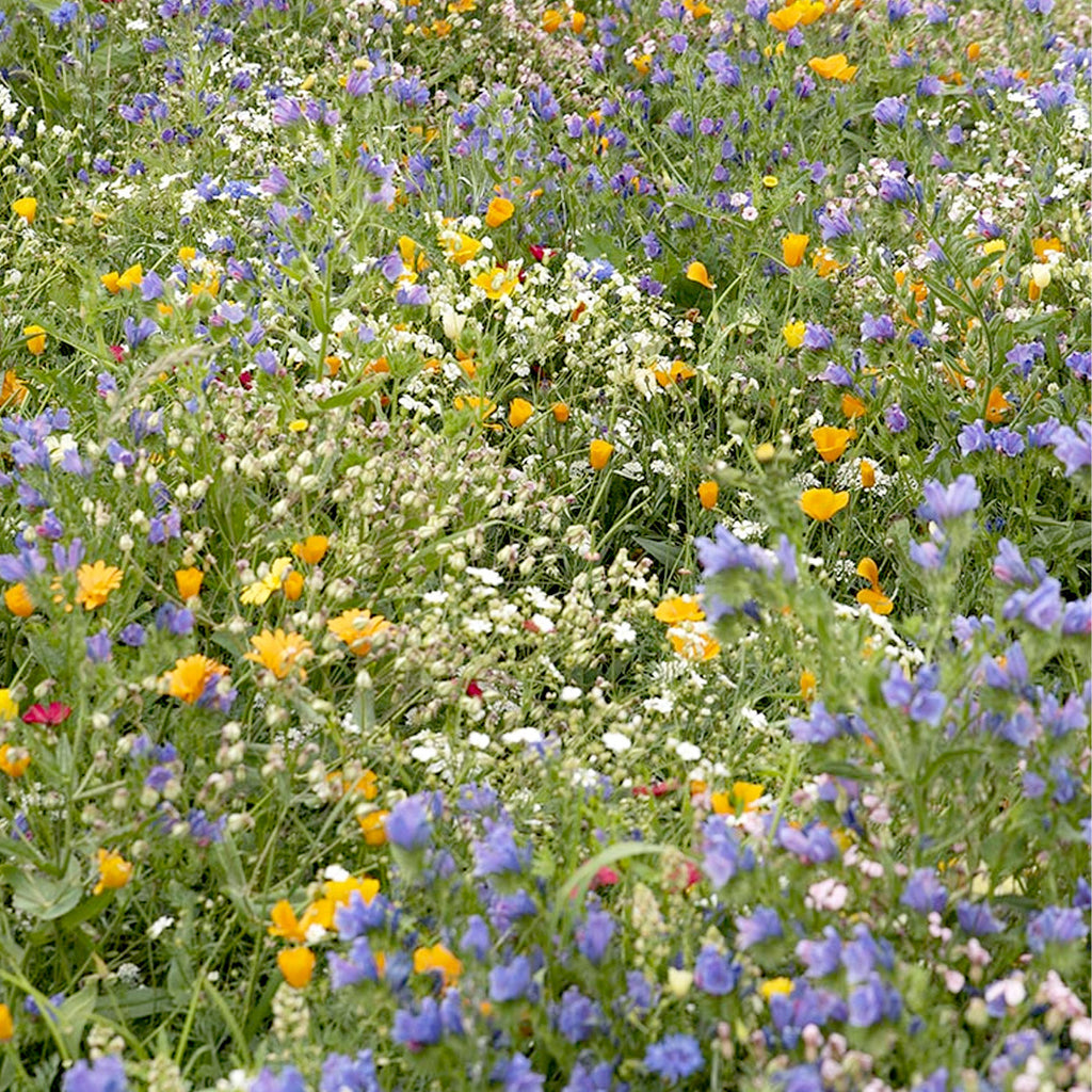 MRS Seeds & Mixtures Japans Bloemengazon