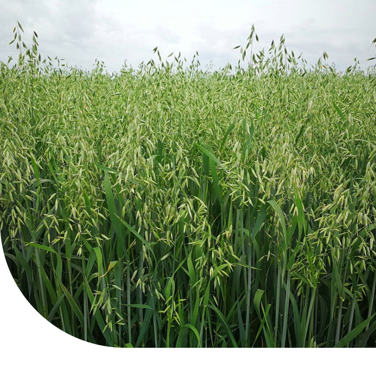 MRS Seeds & Mixtures Japanse Haver [nl]