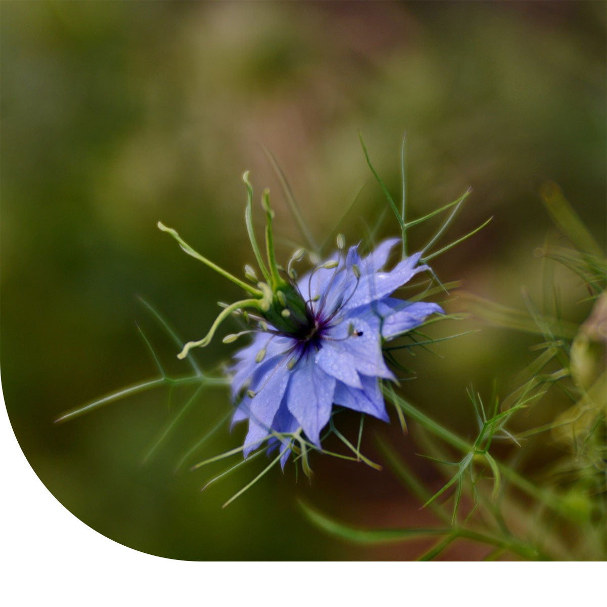 MRS Seeds & Mixtures Juffertje-in-'t-groen - Nigella damascena