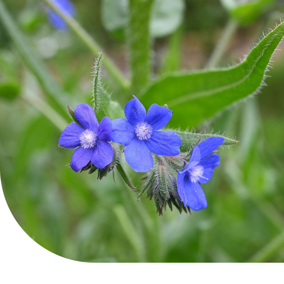 MRS Seeds & Mixtures Kaaps Vergeet-me-nietje - Anchusa capensis [nl]