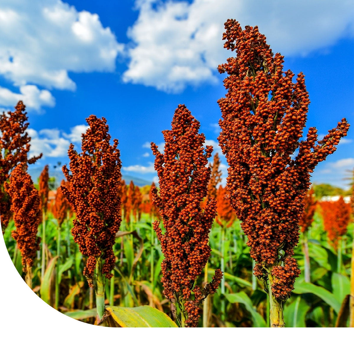 MRS Seeds & Mixtures Kafferkoren - Sorghum nigrum