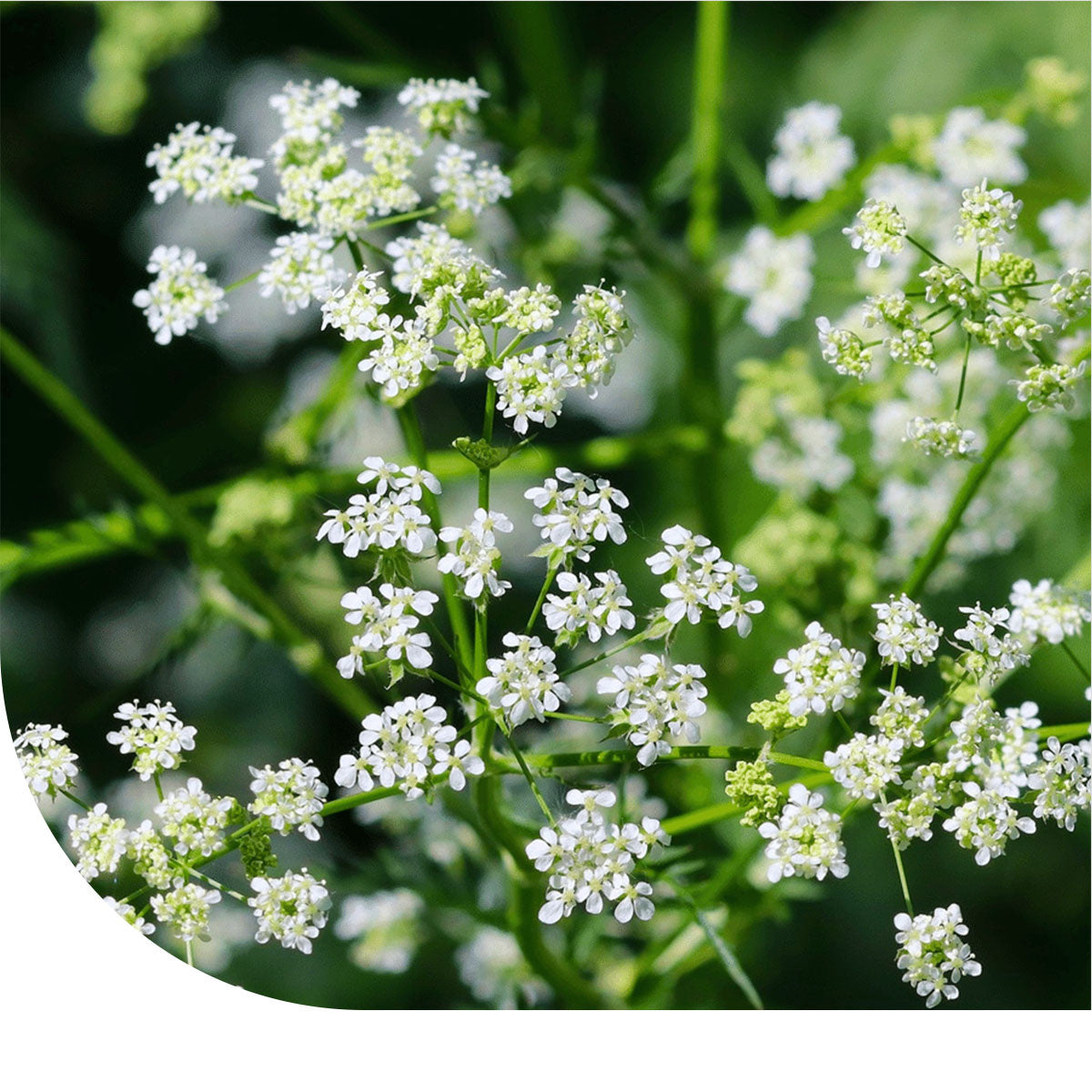 MRS Seeds & Mixtures Karwij - Carum carvi