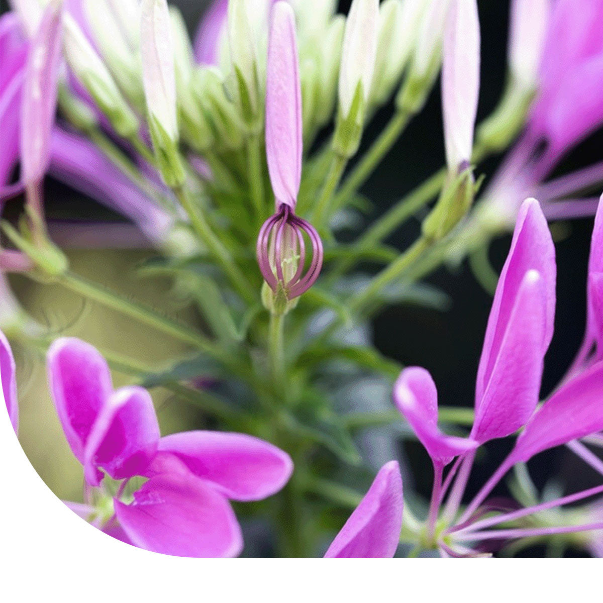 MRS Seeds & Mixtures Kattensnor 'Colour Fountain'