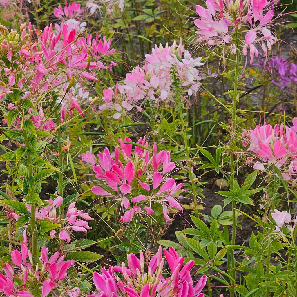 MRS Seeds & Mixtures Kattensnor 'Colour Fountain' [nl]