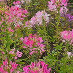 MRS Seeds & Mixtures Kattensnor 'Colour Fountain' [nl]