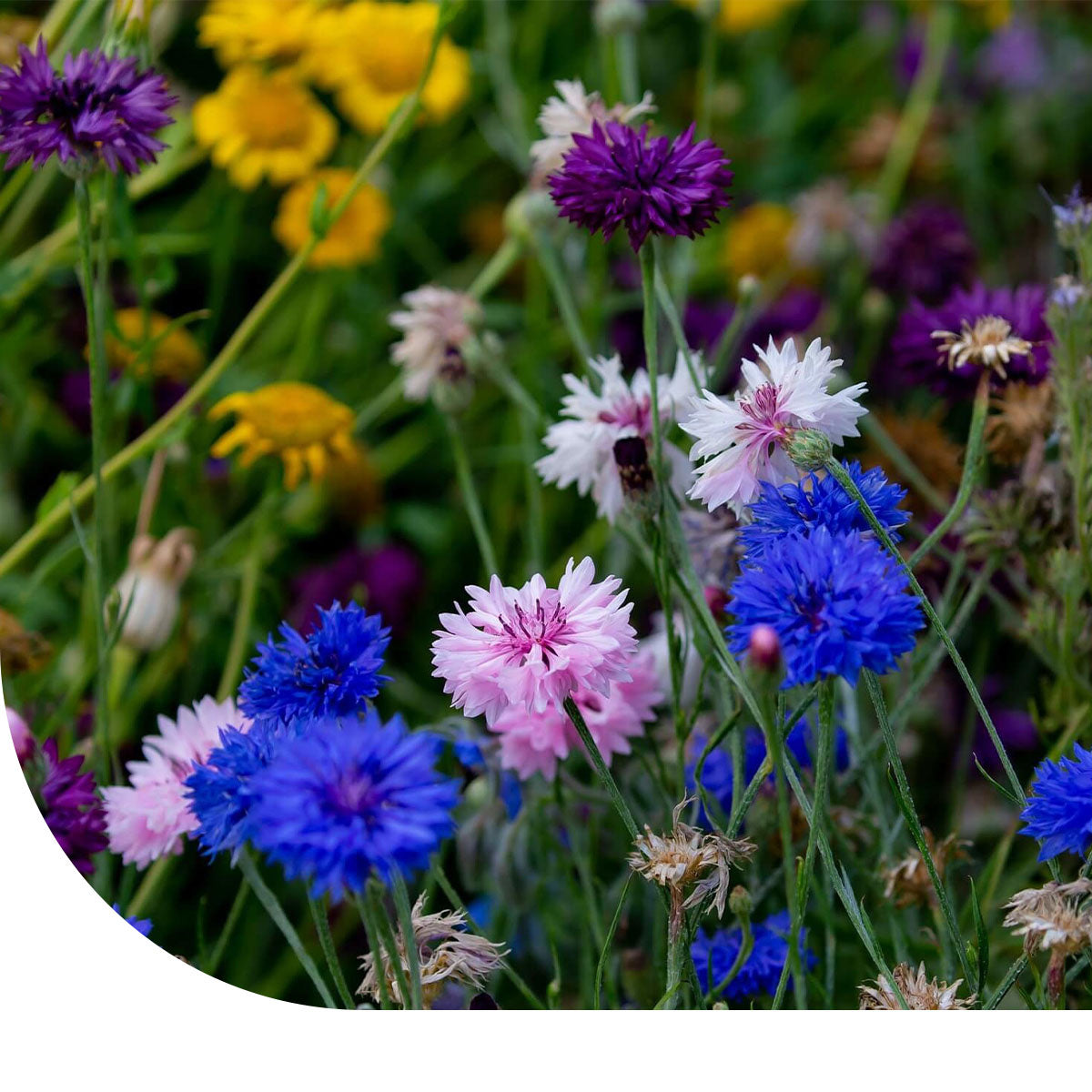Korenbloem (Centaurea cyanus) bio zaad