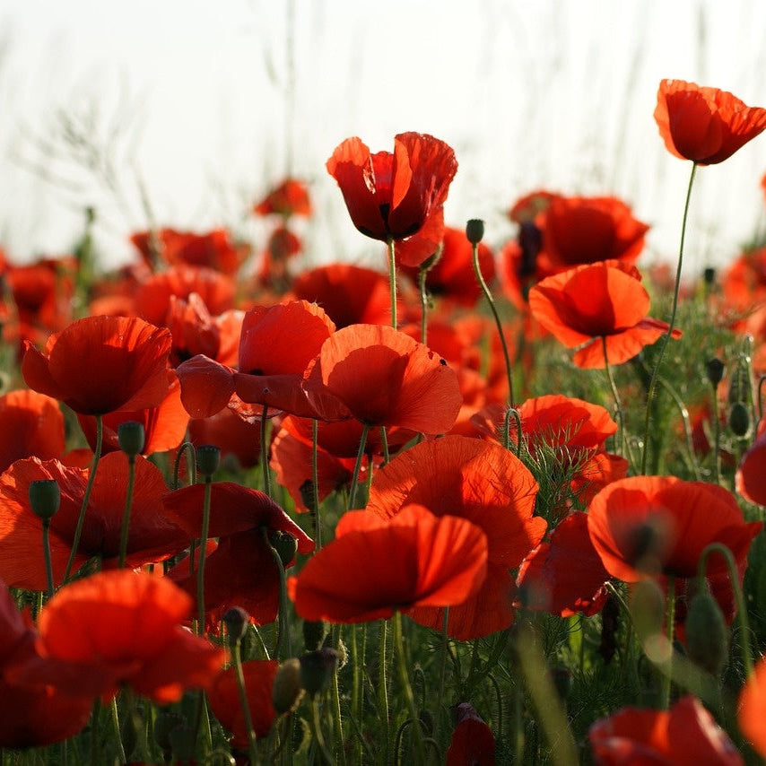 MRS Seeds & Mixtures Klatschmohn - Papaver rhoeas