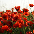 MRS Seeds & Mixtures Klatschmohn - Papaver rhoeas