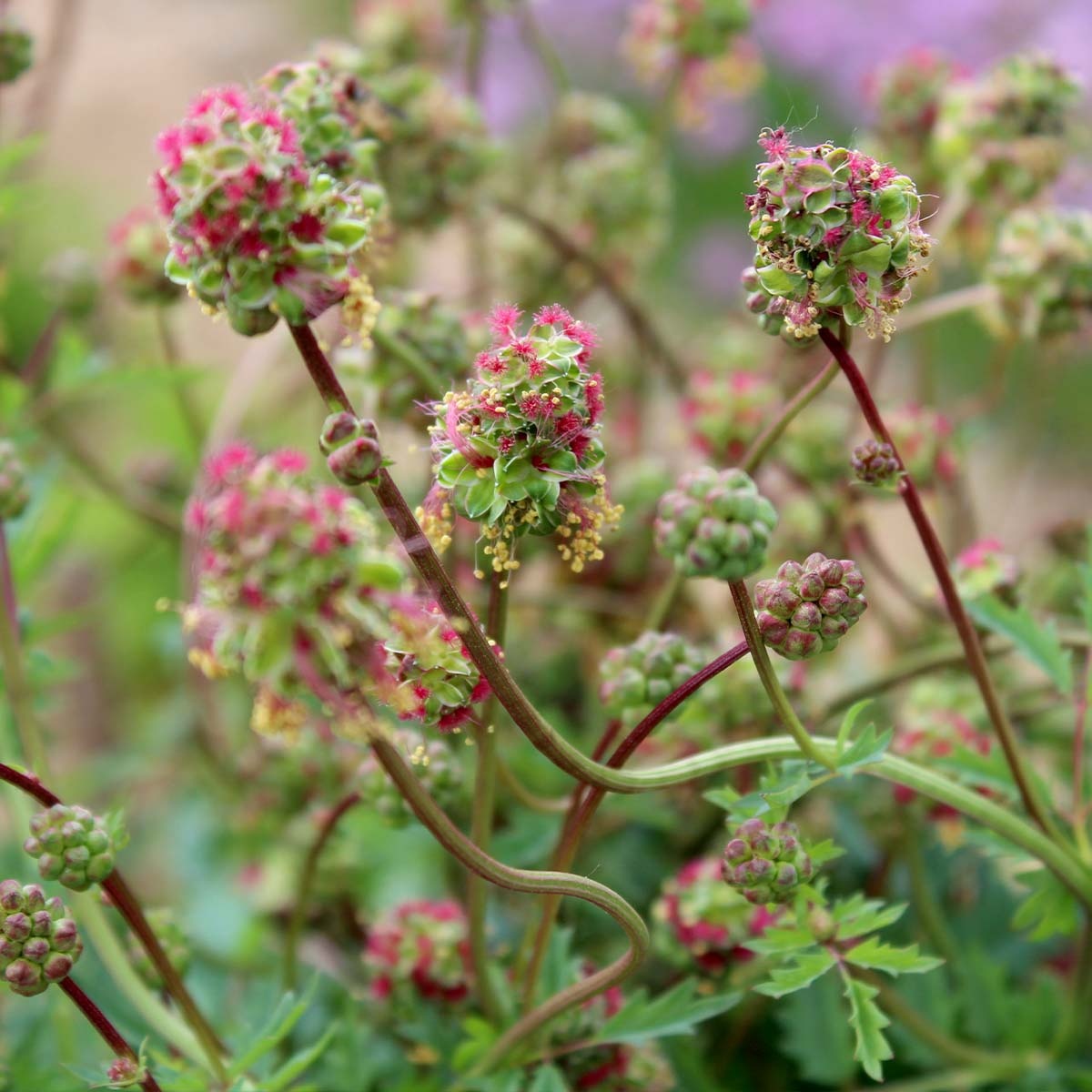 MRS Seeds & Mixtures Kleine pimpernel - Sanguisorba minor