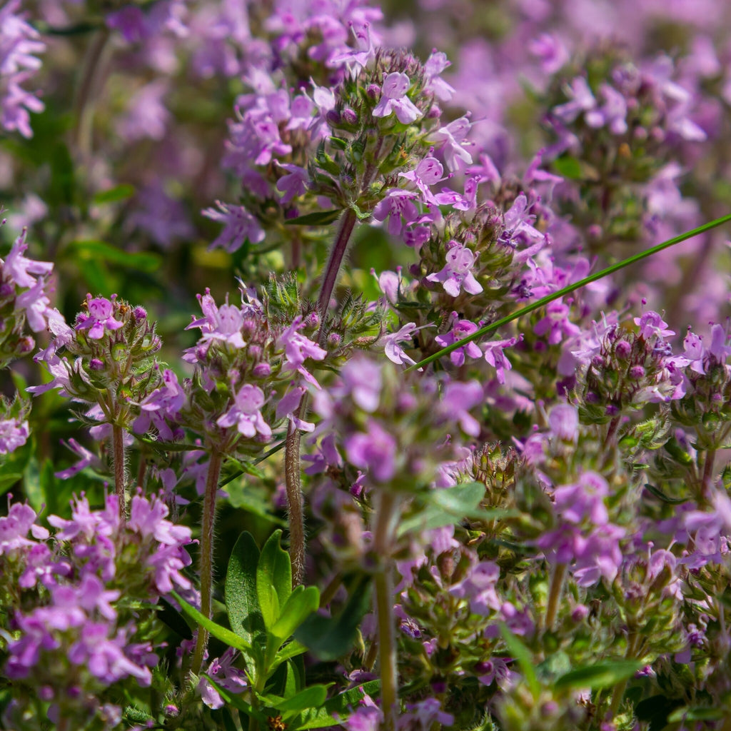 MRS Seeds & Mixtures Kleine Tijm - Thymus serpyllum [nl]