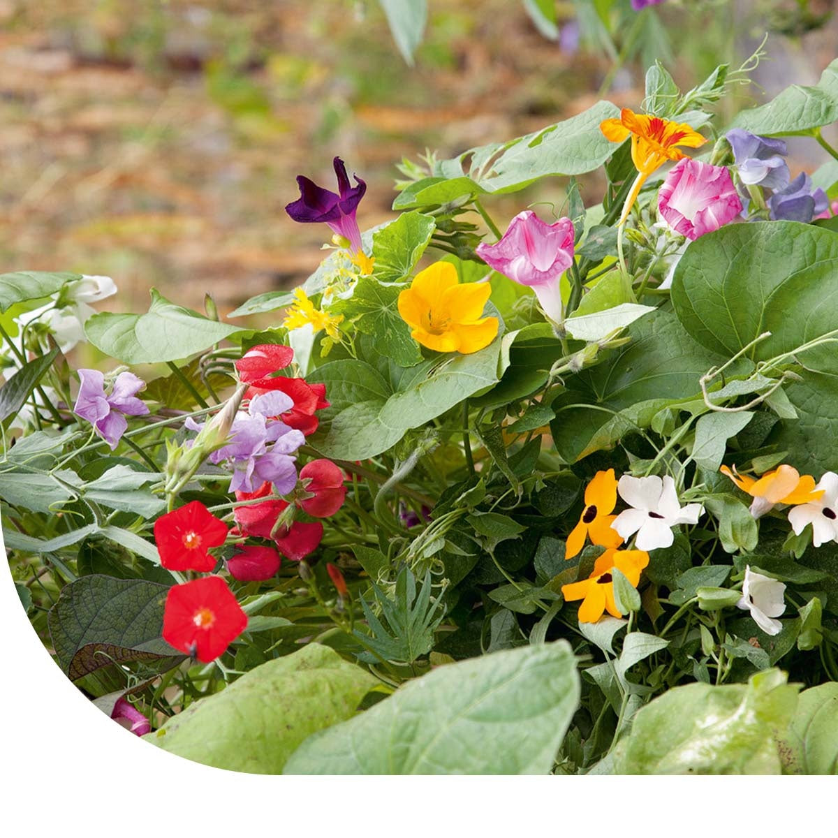 MRS Seeds & Mixtures Klimplanten mengsel