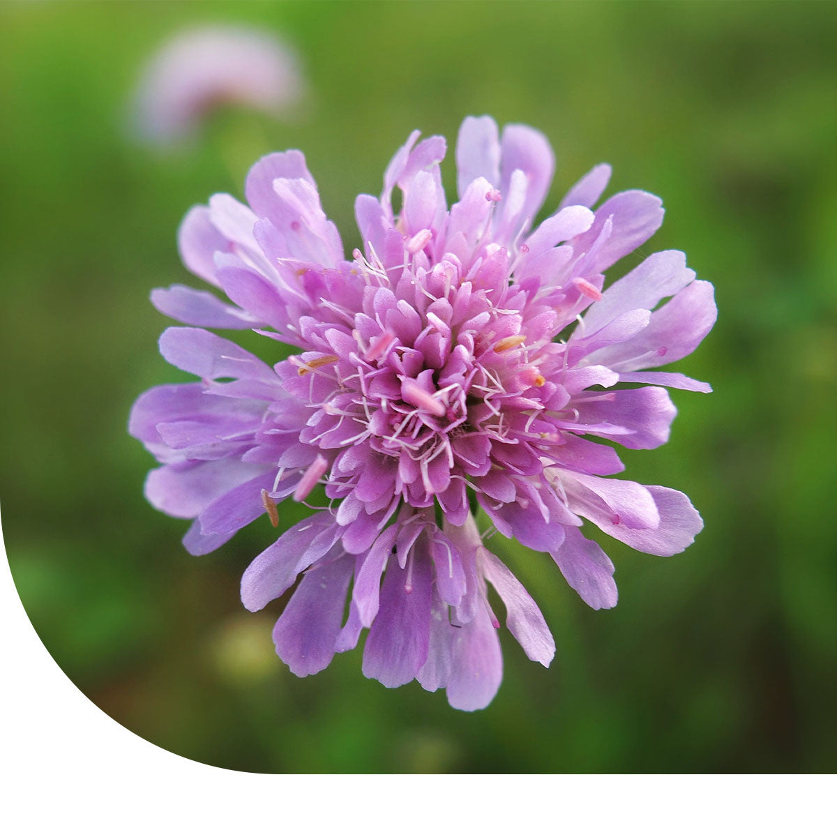 MRS Seeds & Mixtures Knautie des champs – Knautia arvensis [fr]