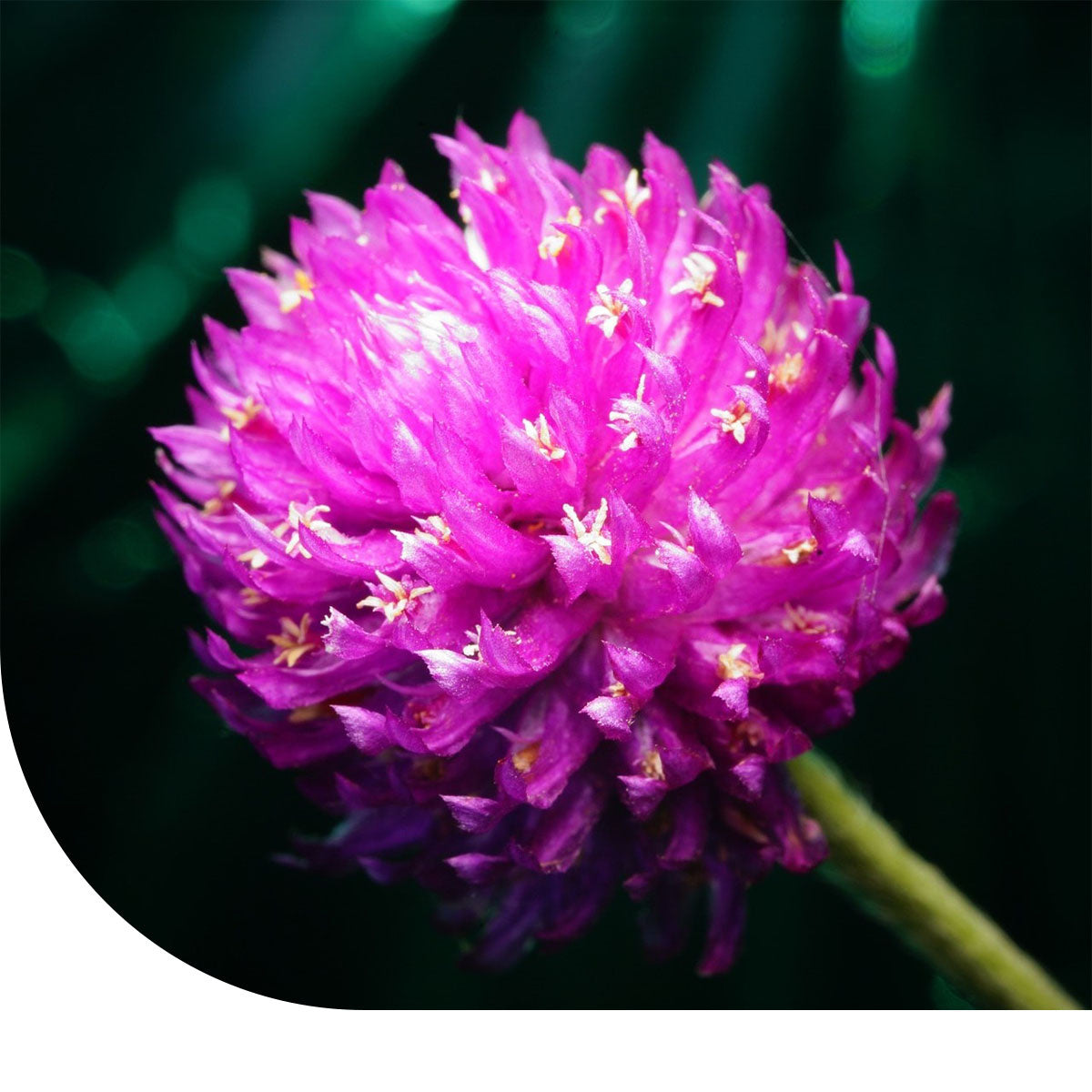 MRS Seeds & Mixtures Kogelamarant gemengd - Gomphrena globosa