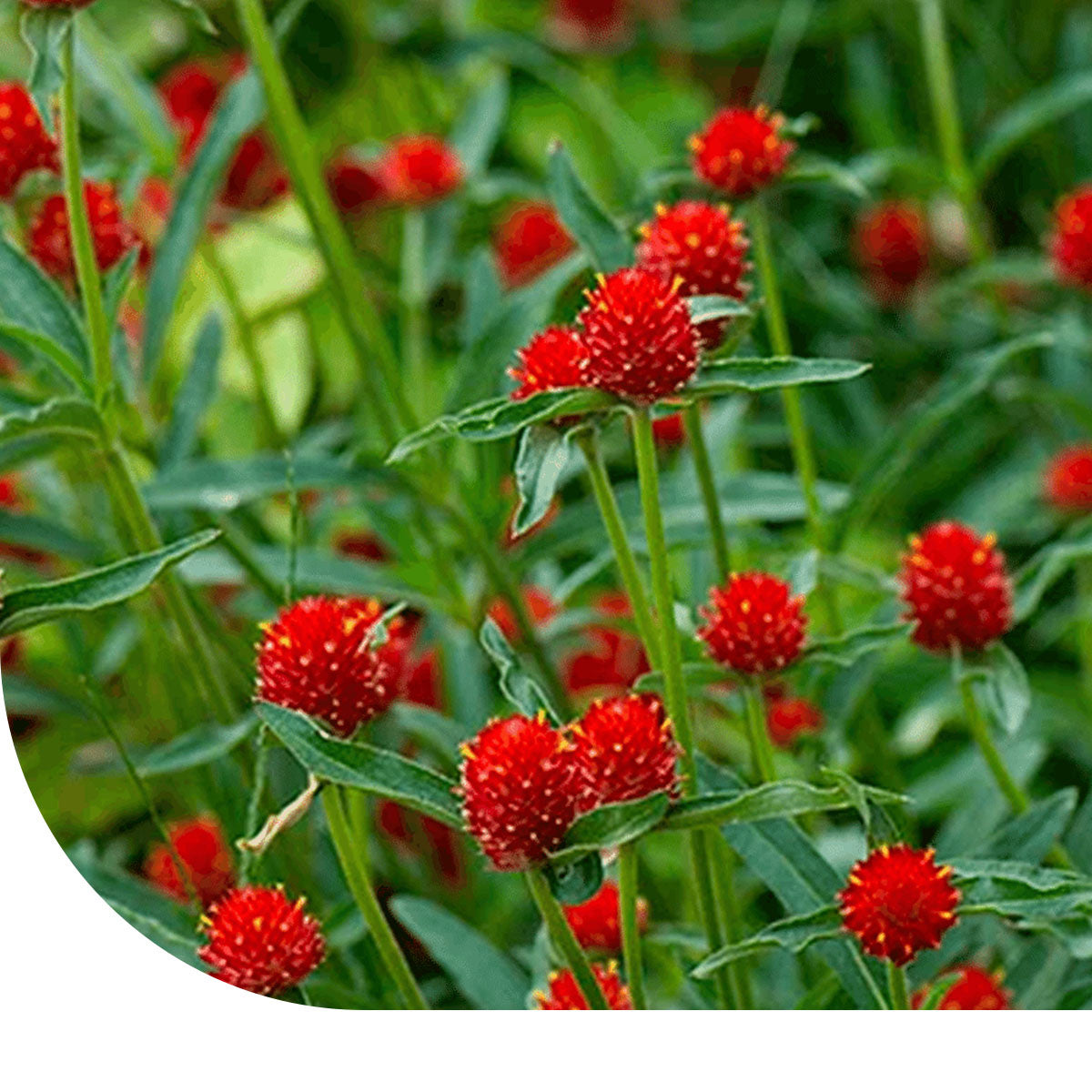 MRS Seeds & Mixtures Kogelamarant  - Gomphrena haageana