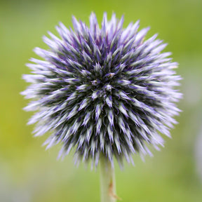 MRS Seeds & Mixtures Kogeldistel - Echinops [nl]
