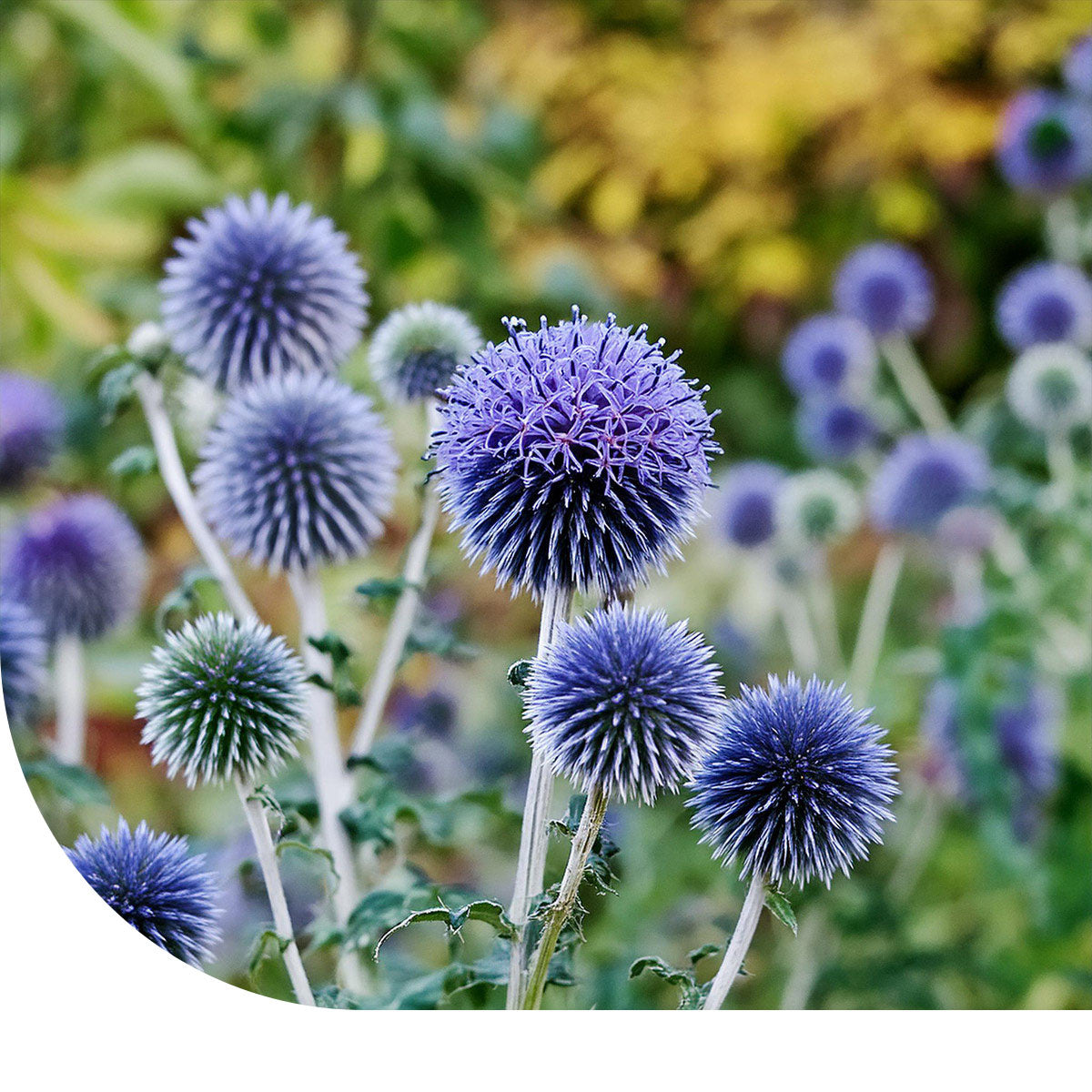 MRS Seeds & Mixtures Kogeldistel - Echinops