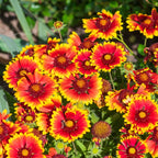 MRS Seeds & Mixtures Kokardebloem - Gaillardia aristata [nl]