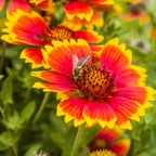 MRS Seeds & Mixtures Kokardebloem - Gaillardia aristata [nl]