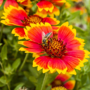 MRS Seeds & Mixtures Kokardebloem - Gaillardia aristata [nl]
