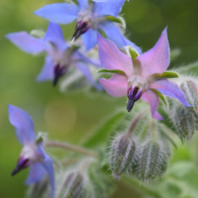 MRS Seeds & Mixtures Komkommerkruid - Borage - Bernagie [nl]