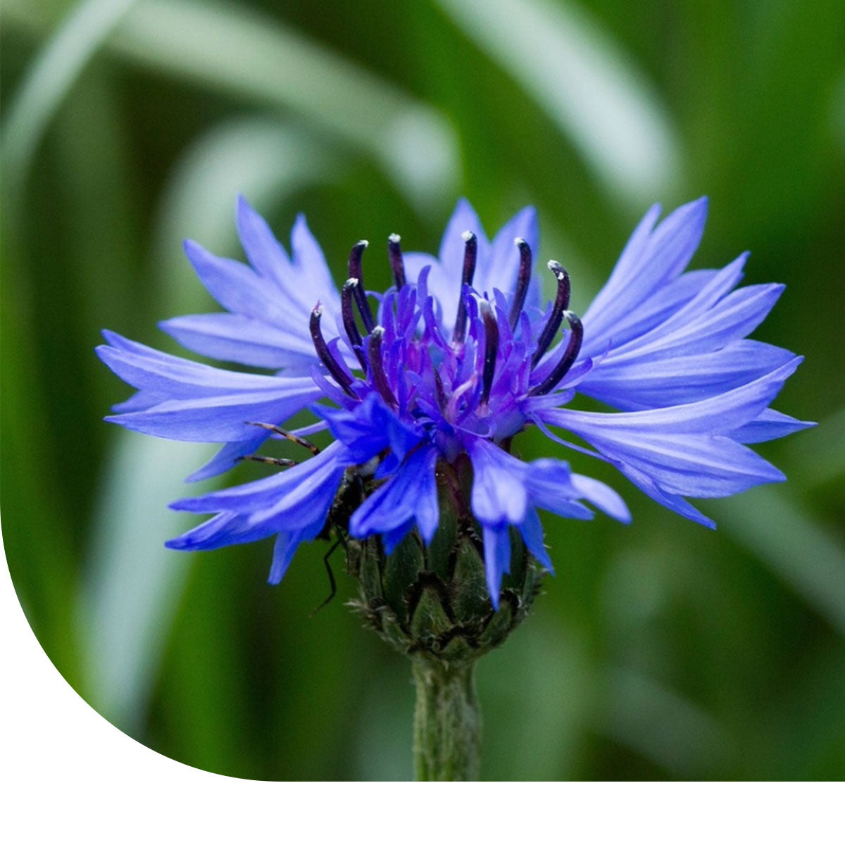 MRS Seeds & Mixtures Korenbloem - Centaurea cyanus