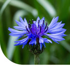 MRS Seeds & Mixtures Korenbloem - Centaurea cyanus
