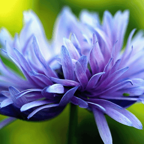 MRS Seeds & Mixtures Korenbloem 'Frosted' gemengd [nl]
