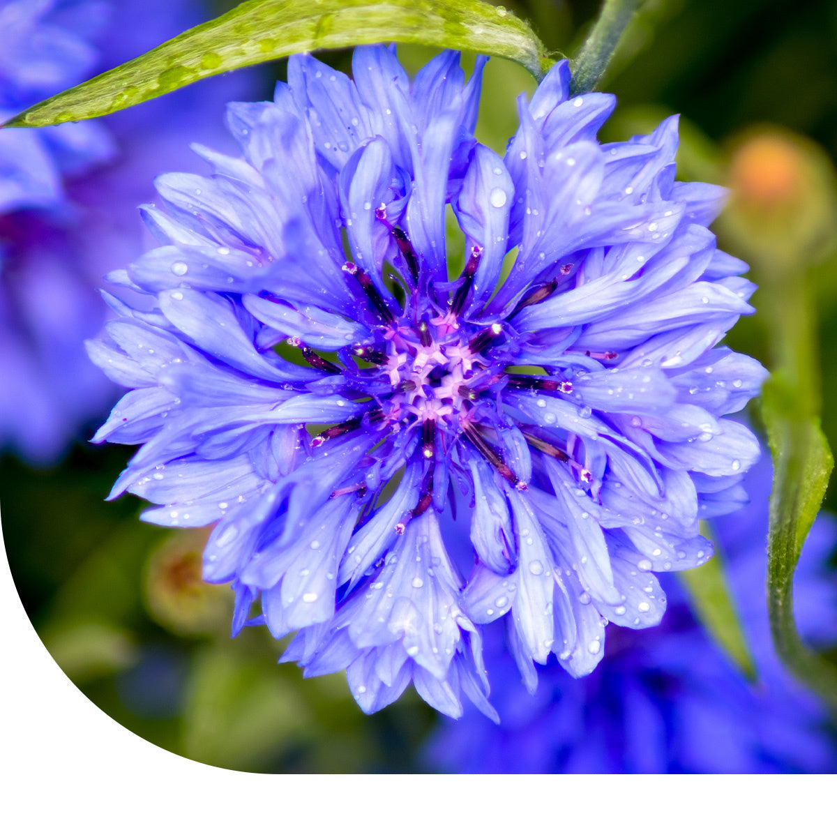 Germisem ECBIO1512 Organisch Centaurea Cyanus Korenbloem Germisem ECBIO1512 Organisch Centaurea Cyanus Korenbloem