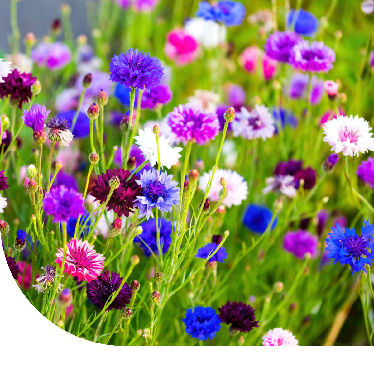 Korenbloem Centaurea Cyanus Mulder Retail B V korenbloem-centaurea-cyanus-mulder-retail-b-v