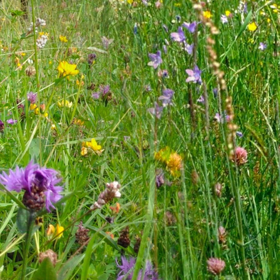 MRS Seeds & Mixtures Kräutermischung Pferdeweide [de]