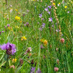 MRS Seeds & Mixtures Kruidenmix Paardenweide [nl]