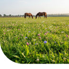 MRS Seeds & Mixtures Kruidenmix Paardenweide