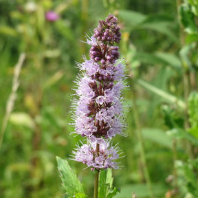 MRS Seeds & Mixtures Kruizemunt - Mentha spicata [nl]