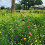 MRS Seeds & Mixtures Laag Bijenmengsel 1- en meerjarig [nl]