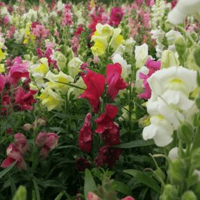 MRS Seeds & Mixtures Leeuwenbekje halfhoge - Antirrhinum [nl]