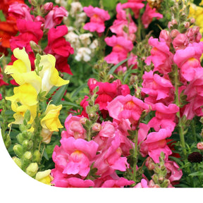 MRS Seeds & Mixtures Leeuwenbekje halfhoge - Antirrhinum