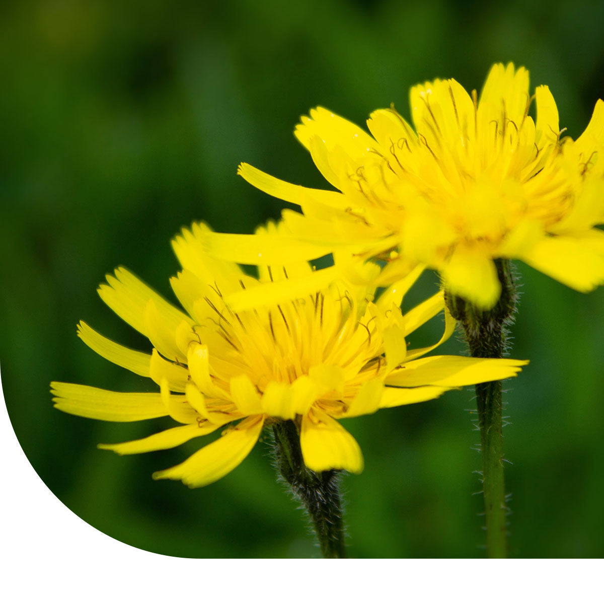 MRS Seeds & Mixtures Liondent d’automne – Scorzoneroides autumnalis [fr]