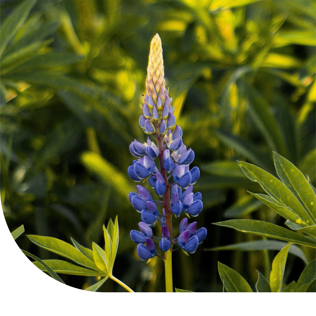 MRS Seeds & Mixtures Lupine 'Pixie Delight' - Lupinus hartwegii