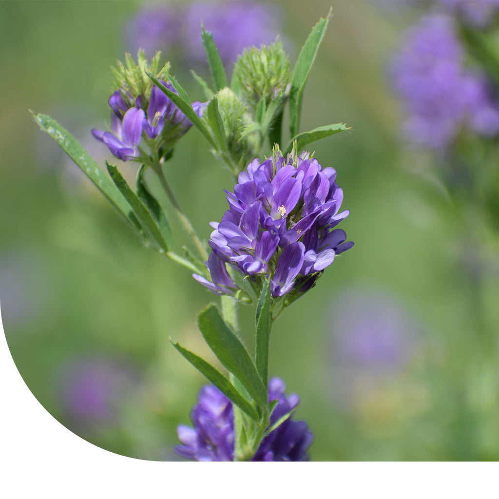 MRS Seeds & Mixtures Luzerne - Medicago sativa