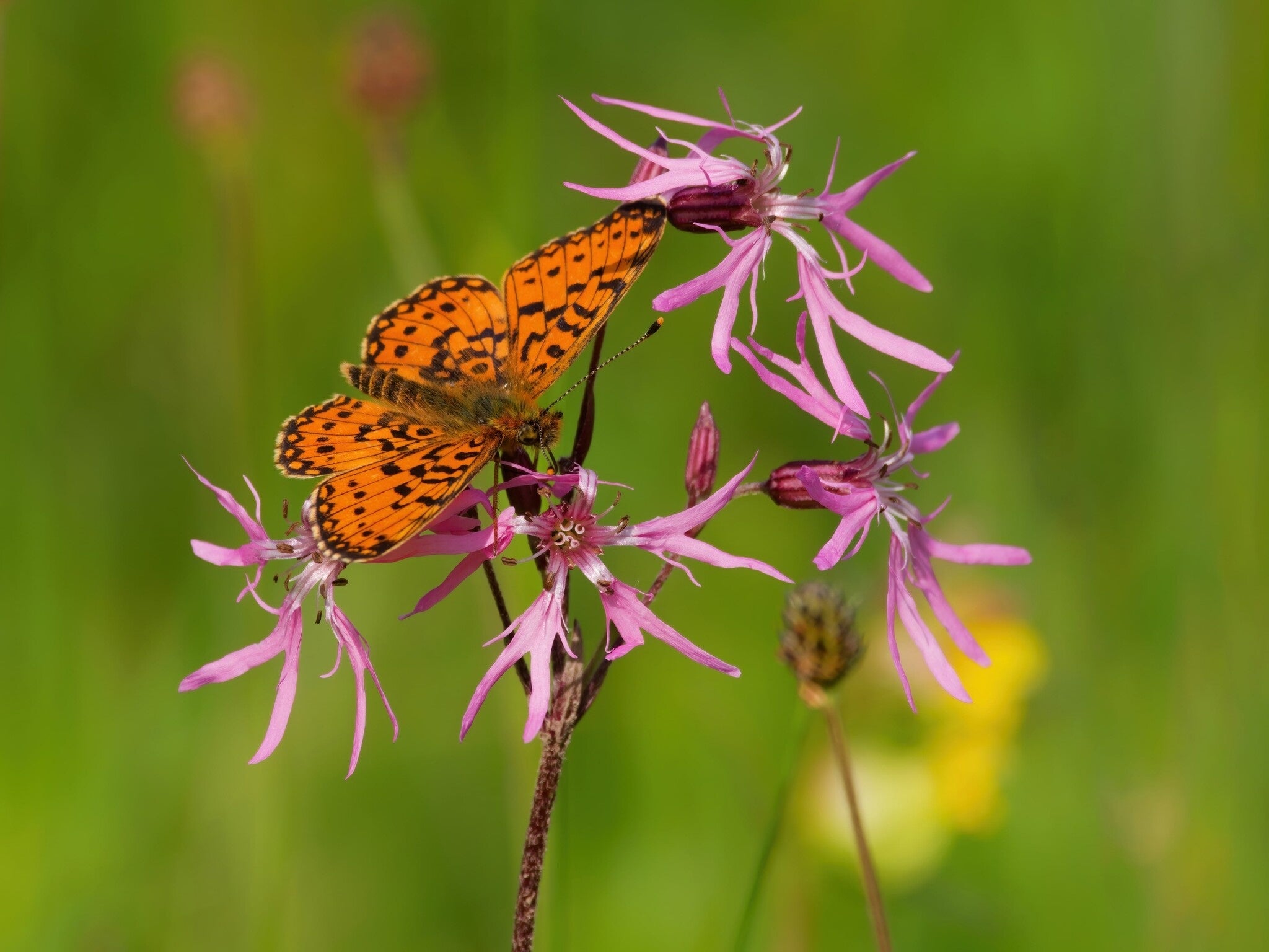 MRS Seeds & Mixtures Lychnis fleur de coucou – Silene flos-cuculi [fr]