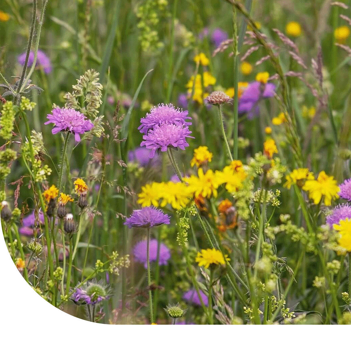 MRS Seeds & Mixtures M4 - Laag Bloemrijk Graslandmengsel